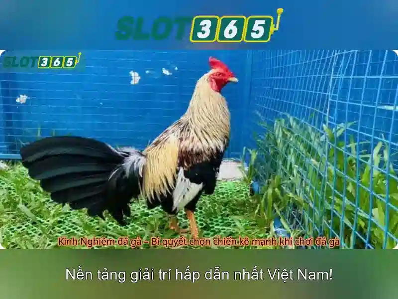 Tải ứng dụng Slot365