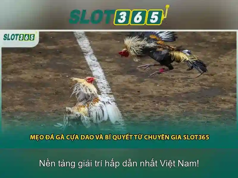 Chương Trình Slot365